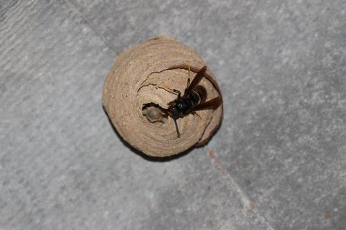 Vespa velutina